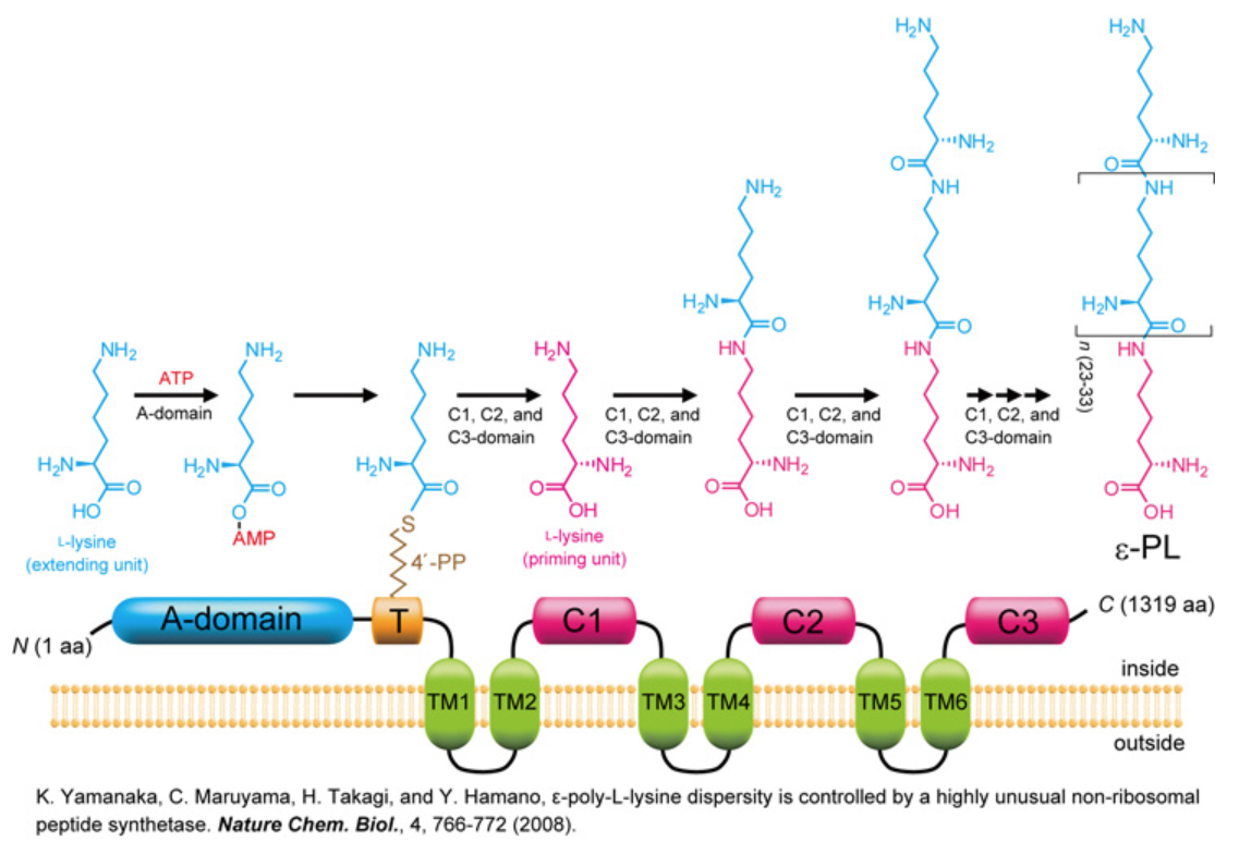 アミノ酸ホモポリマーの生合成研究